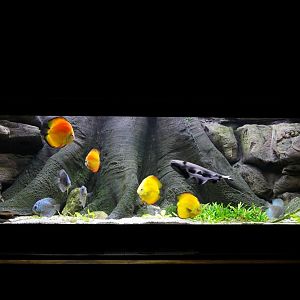 Aquarium for Discus (Symphysodon aequifasciatus) and Black Ghost Knifefish