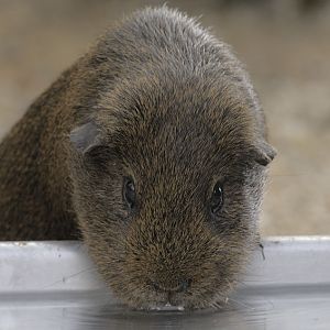 Guinea pig drinking