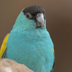 Hooded parakeet
