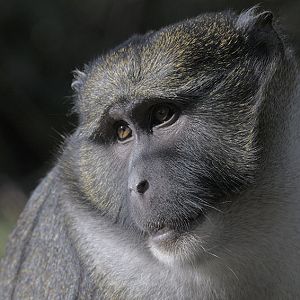 Allen's swamp monkey
