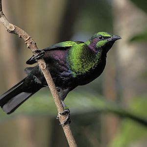 Emerald starling