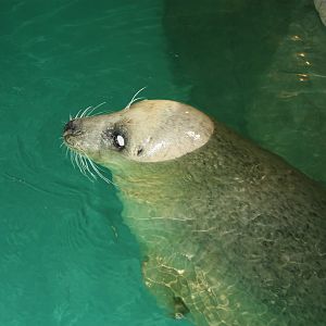 Harbor Seal