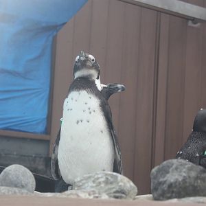 African Penguins