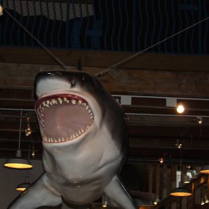 Sharks and Rays Gallery- Great White Shark Replica