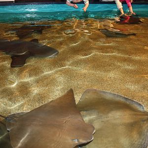 Sharks and Rays Gallery- Touch Pool