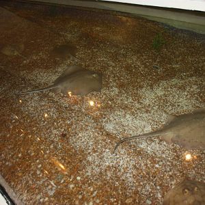 Sharks and Rays Gallery- Camouflage Exhibit
