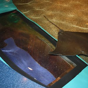 Sharks and Rays Gallery- Unique Viewpoint