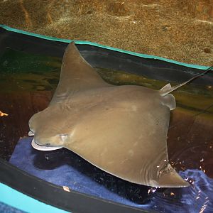 Sharks and Rays Gallery- Unique Viewpoint