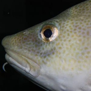 Go Fish!- Atlantic Cod