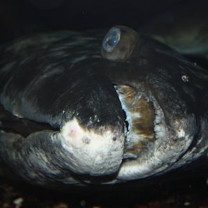 Go Fish!- Atlantic Halibut Close-Up