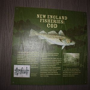 Go Fish!- The Cod's Story