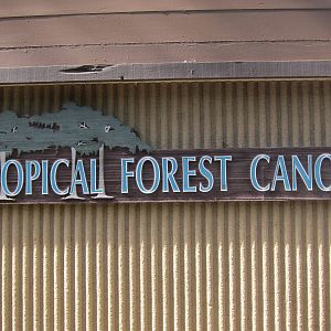 Tropical Forest Canopy