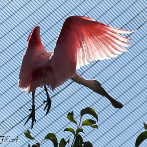spoonbill in flight