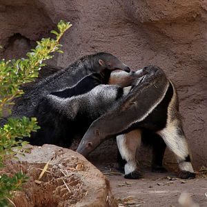 anteater mom and baby