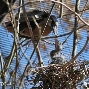 boatbill heron parent and chick