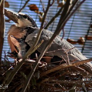 boatbill heron parent and chicks