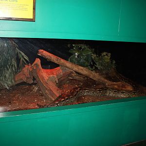 Africa: From the Desert to the Sea- Ground Boa Exhibit