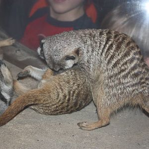 Africa: From the Desert to the Sea- Rowdy Meerkats