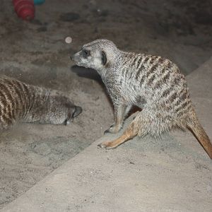 Africa: From the Desert to the Sea- Meerkats