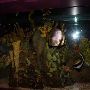 Africa: From the Desert to the Sea- Red Sea Exhibit