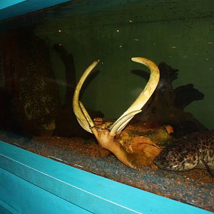 Africa: From the Desert to the Sea- African Lungfish Exhibit