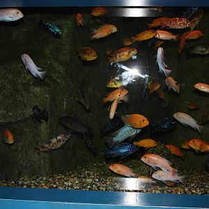 Africa: From the Desert to the Sea- Lake Malawi Exhibit