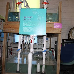 Marine Care Lab- Raising Jellies