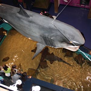 Sharks and Rays Gallery- Overview of Touch Pool