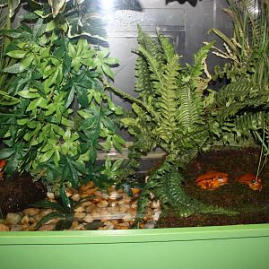 Frogs!- Tomato Frog Exhibit