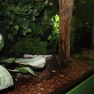 Frogs!- Cane Toad Exhibit