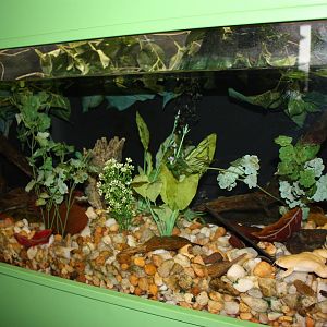 Frogs!- African Clawless Frog Exhibit