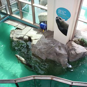 Overview of Indoor Seal Pool