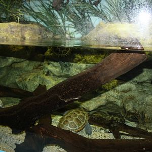 Salt Marsh- Diamondback Terrapin Exhibit