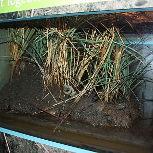 Salt Marsh- Fiddler Crab Exhibit