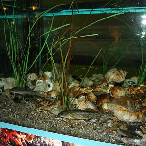 Salt Marsh- Oyster Bed Exhibit
