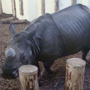 Rhinoceros unicornis