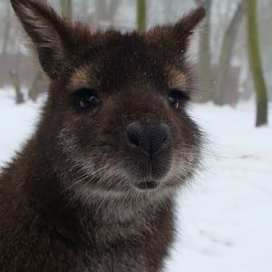 Macropus rufogriseus