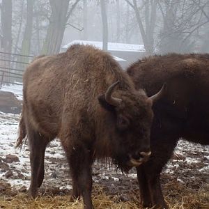 Bison bonasus