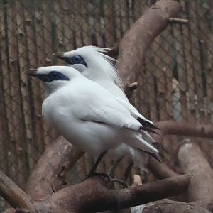 Leucopsar rothschildi