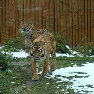 Panthera tigris sumatrae