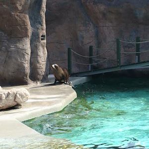 Swimming pool of Zalophus californianus