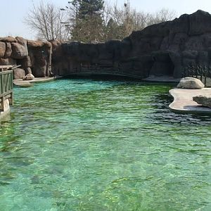 Swimming pool of Zalophus californianus