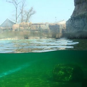 Swimming pool of Zalophus californianus