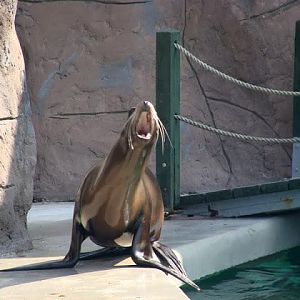 Zalophus californianus