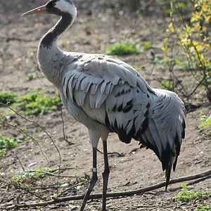 European crane