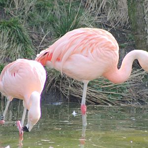 Chilian flamingos