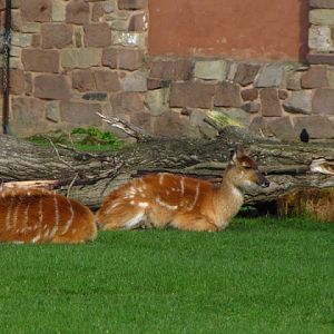 Chester Zoo 18 March 2012