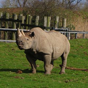 Chester Zoo 18 March 2012