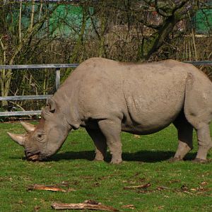 Chester Zoo 18 March 2012