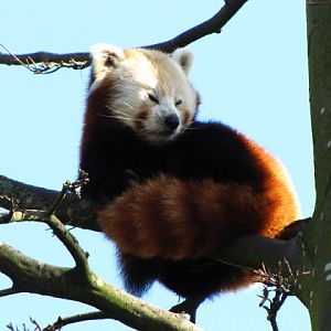 Chester Zoo 18 March 2012